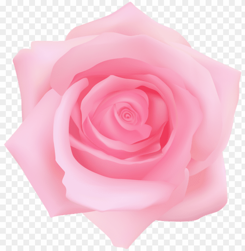 pink rose transparent