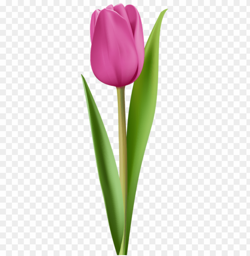 pink tulip