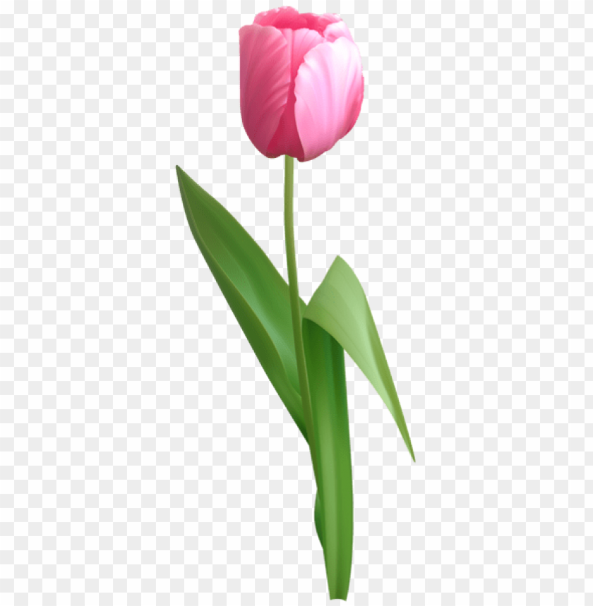 pink tulip