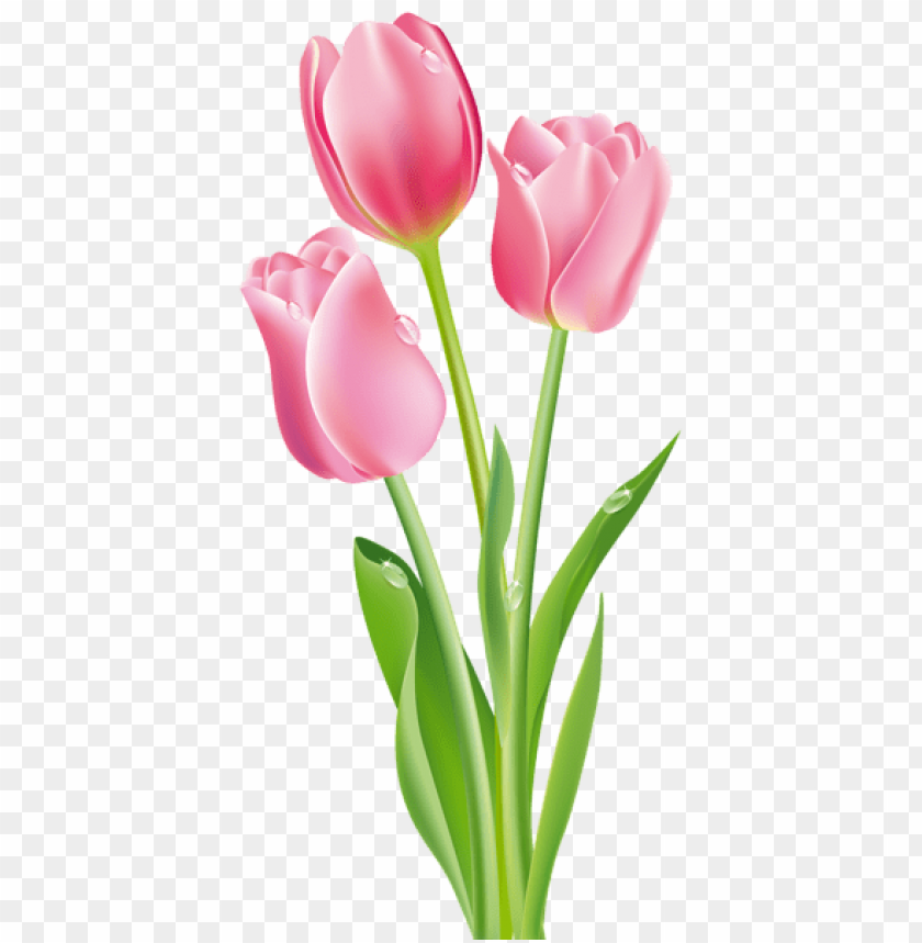 pink tulips