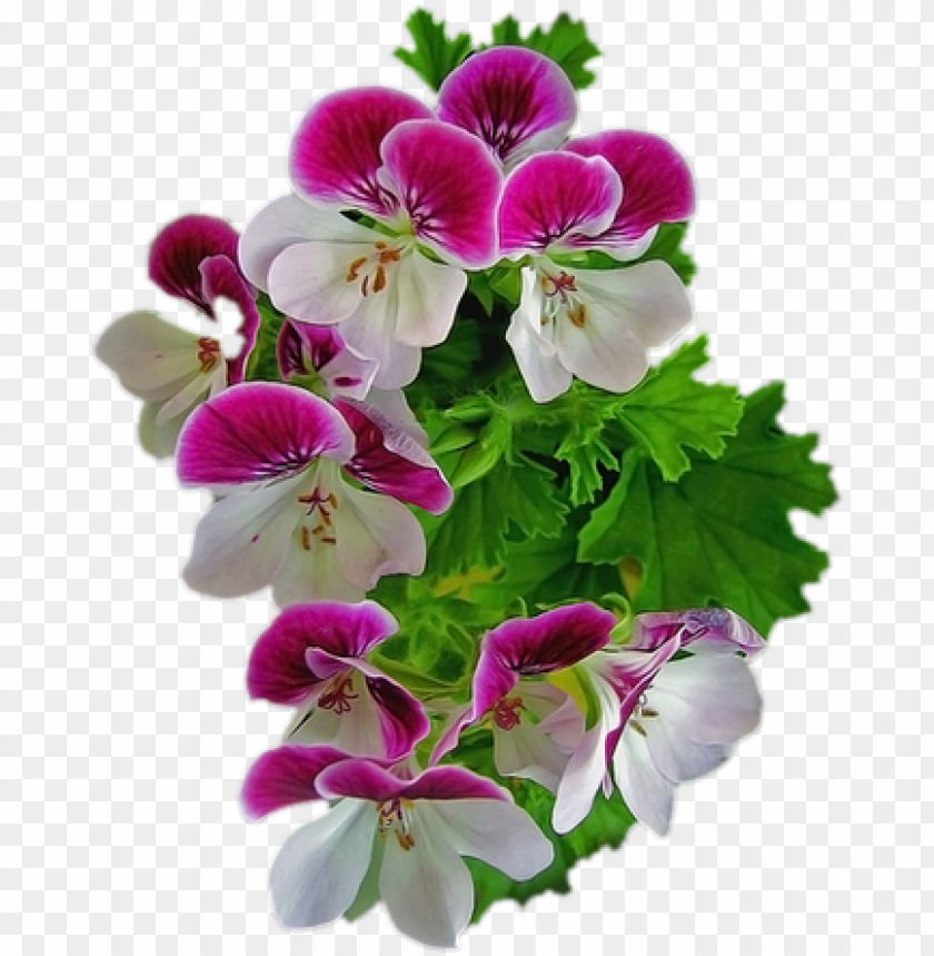 pink violet flower