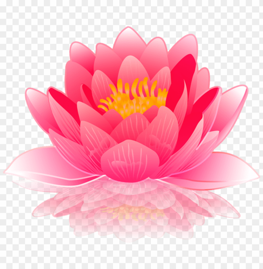 pink water lily