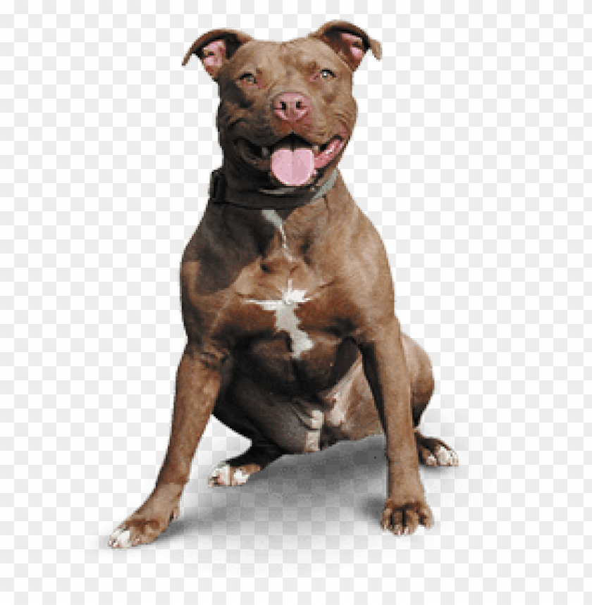 animals, dogs, pitbull happy, 