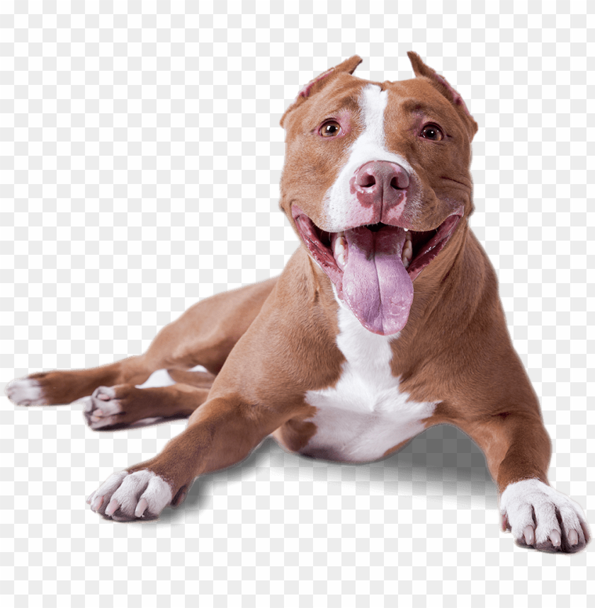 animals, dogs, pitbull lying down, 