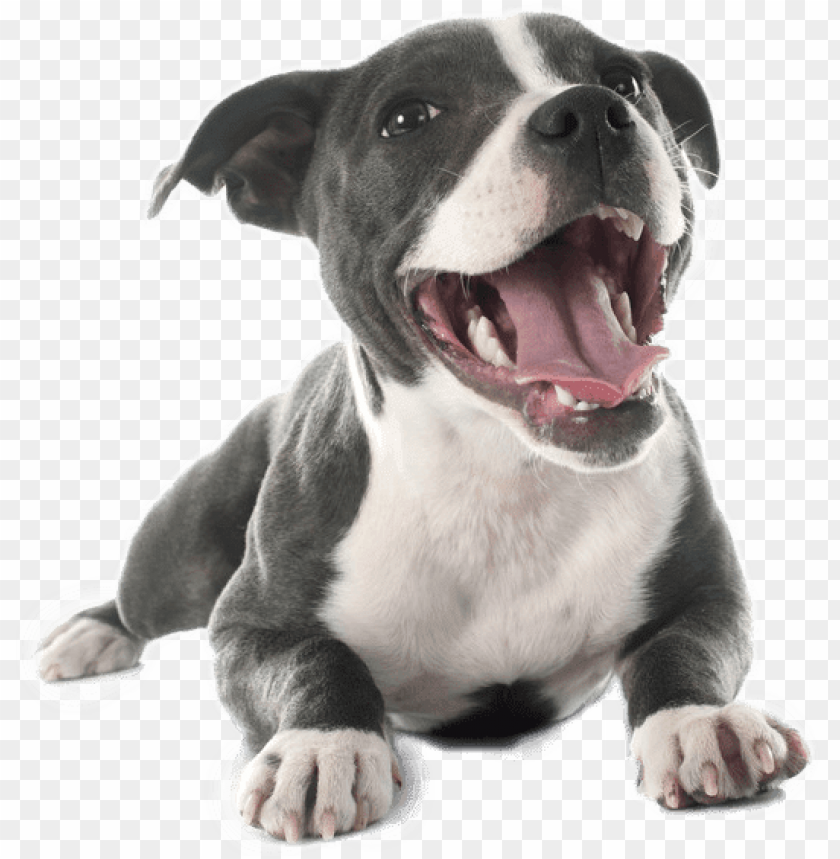 pitbull png, pitbul,png,pitbull