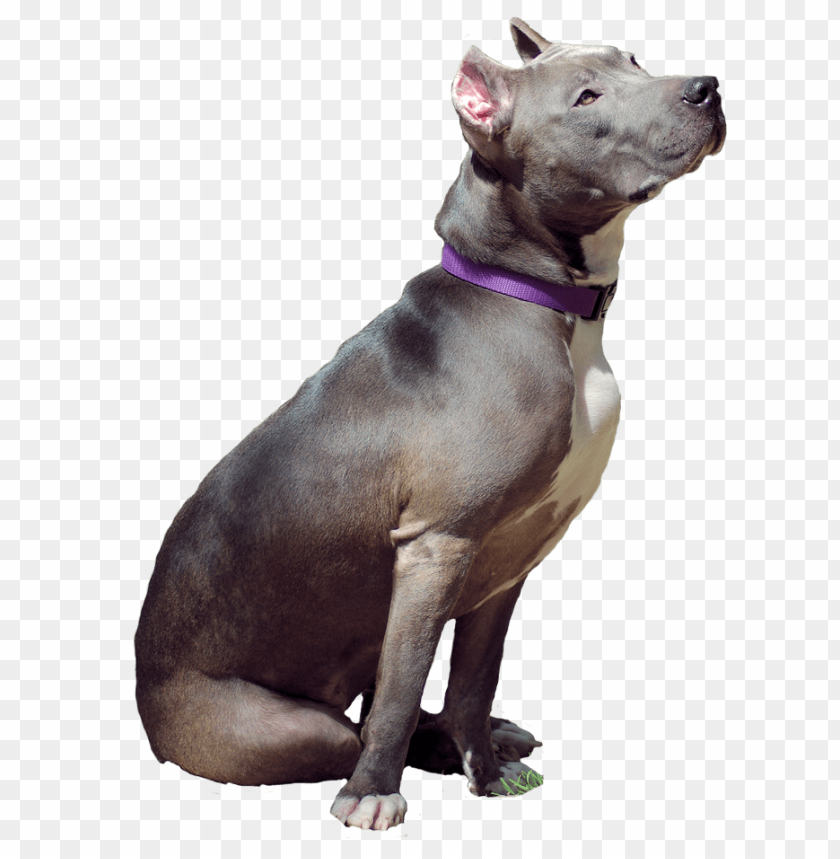 pitbull png, pitbul,png,pitbull