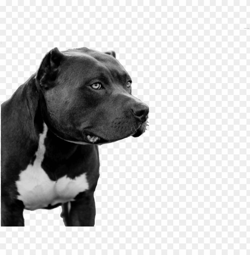 pitbull png, pitbul,png,pitbull