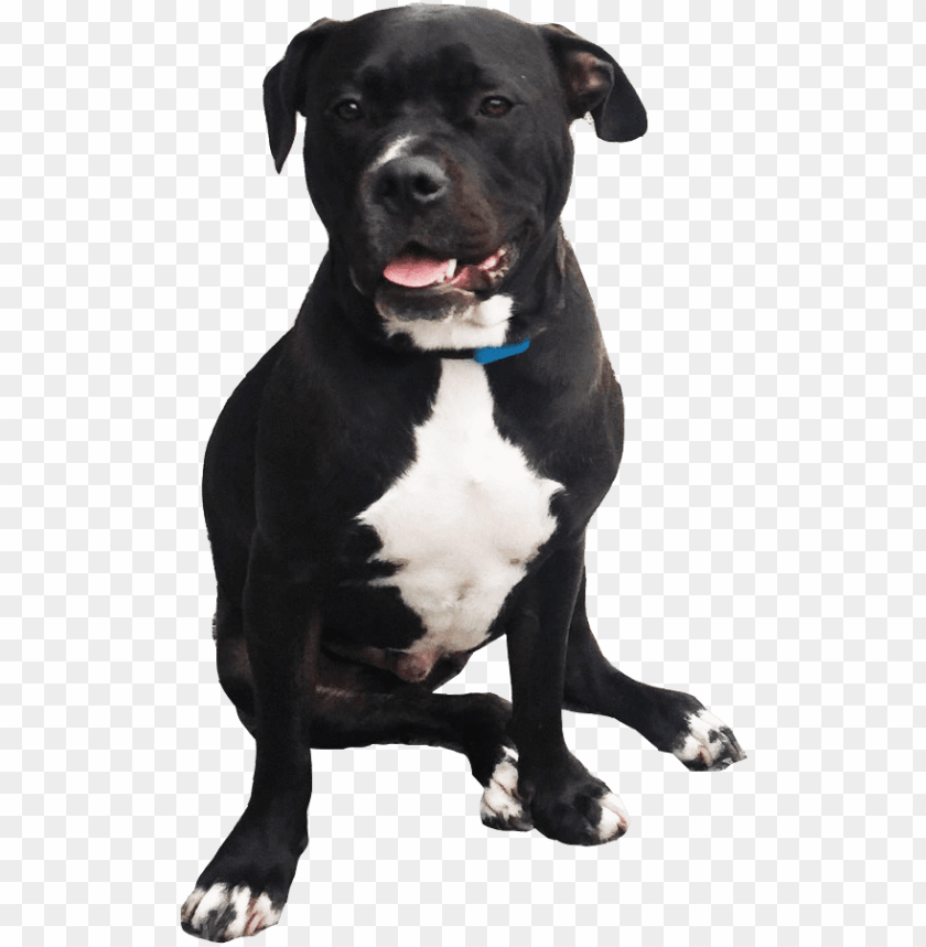 pitbull png, pitbul,png,pitbull