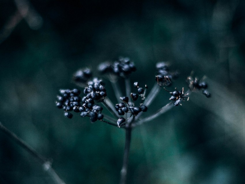 plant, branch, berries, dark, blur, macro