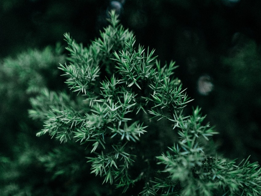 Plant Branch Needles Green Bush Background