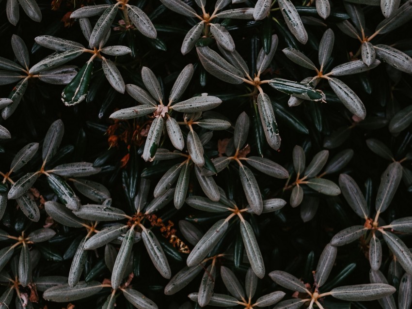 plant, bush, leaves, exotic, closeup