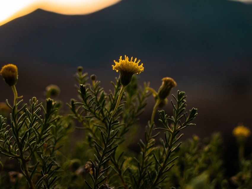 Plant Flower Bloom Yellow Wild Background