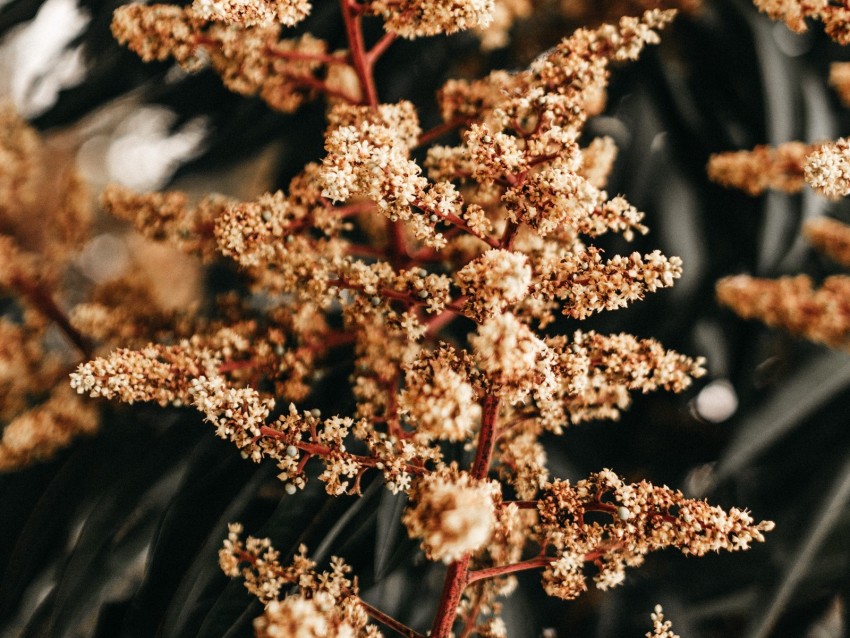 plant, flowers, inflorescence, branch, macro