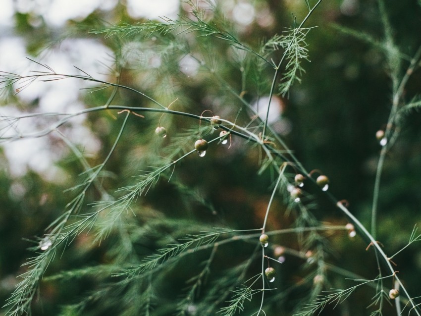 plant, green, wet, branches, drops