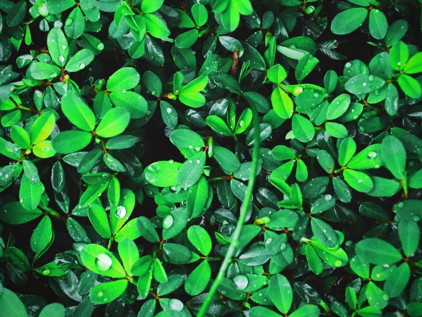 Plant Leaves Green Bright Drops Dew Background