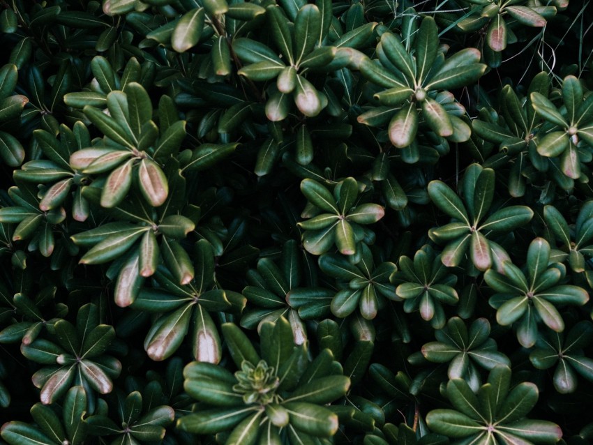 plant, leaves, green, flowers, vegetation