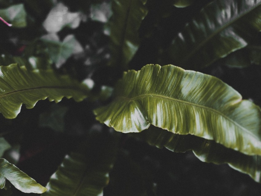 plant, leaves, green, tropical, dark