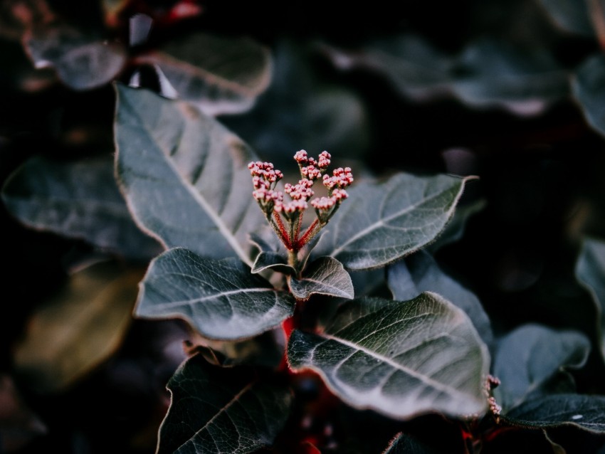 Plant Leaves Macro Blur Branch Background