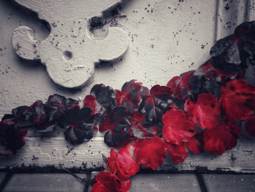 plant, leaves, red, vine, wall