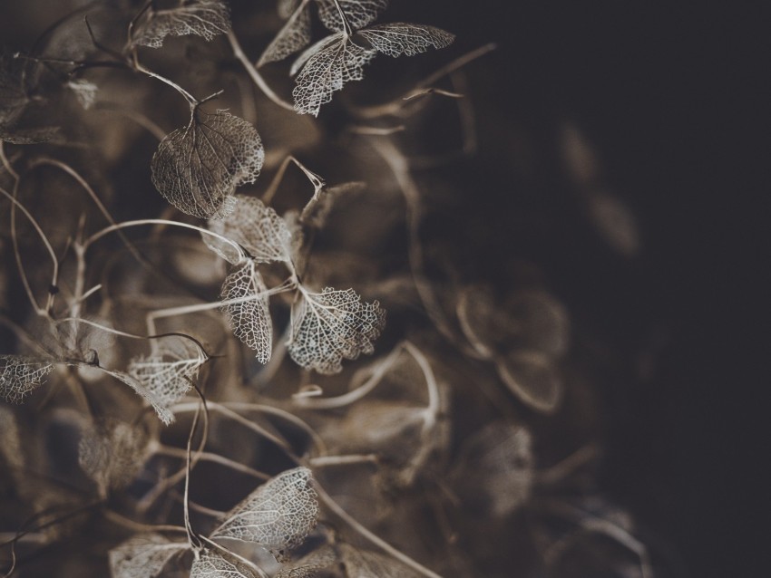 Plant Macro Flower Leaves Petals Background