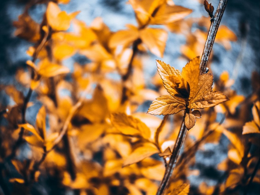 plant, macro, leaves, blur, branches