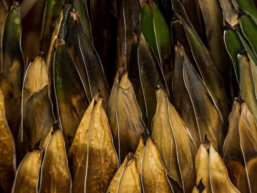 plant, macro, surface, leaves, volume