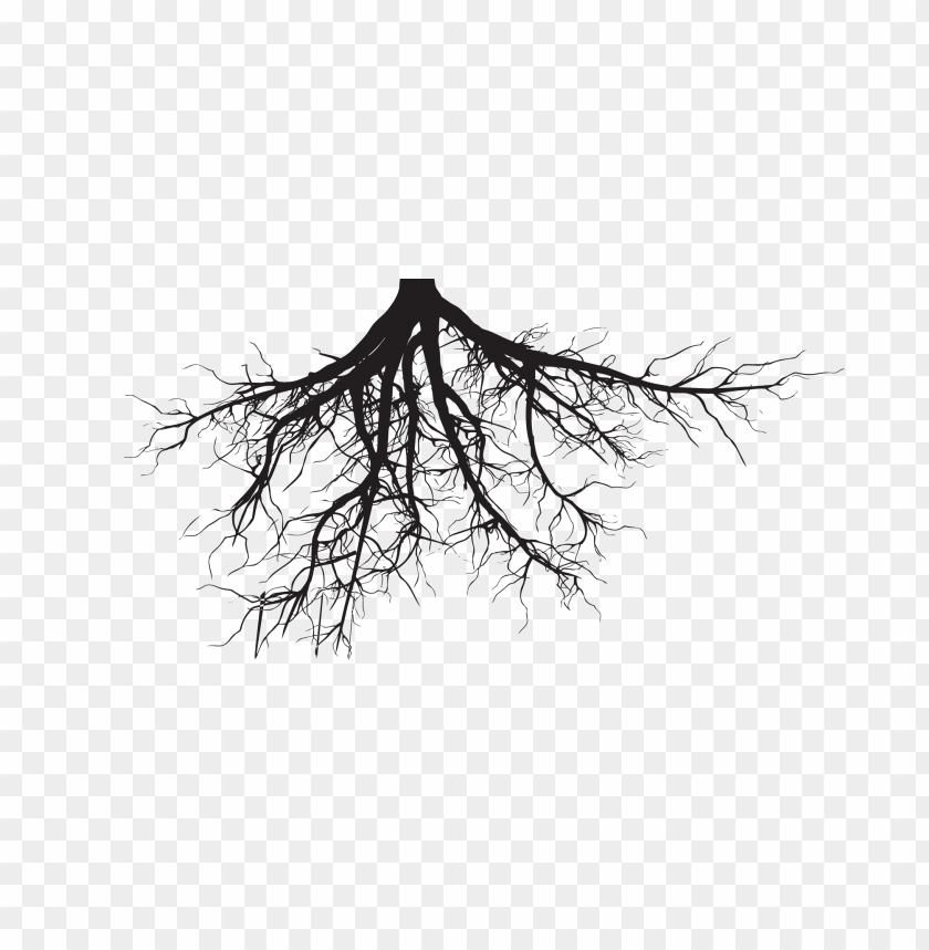 plant roots