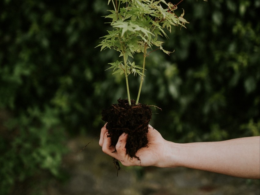 Plant Seedling Green Bush Background