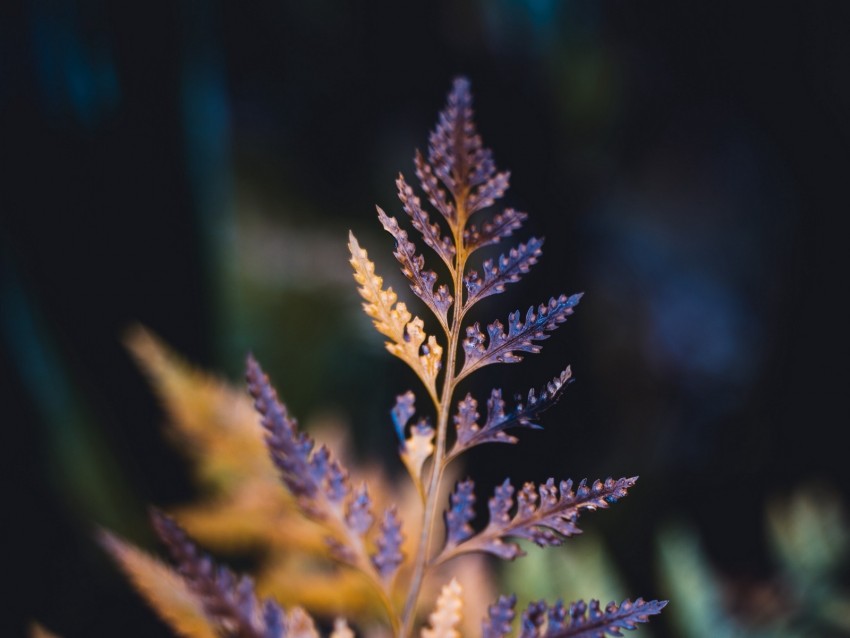 plant, sheet, macro, carved, dry, blur