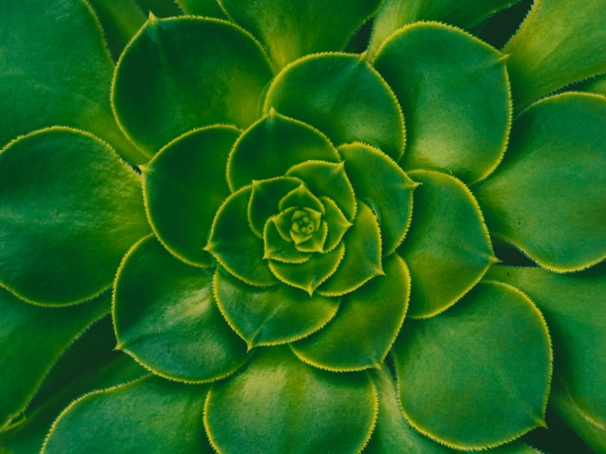 Plant Succulent Green Leaves Symmetry Background