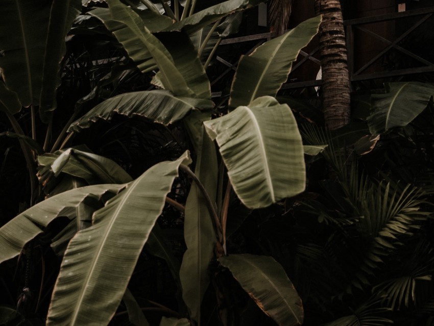 Plant Tropical Exotic Leaves Green Background