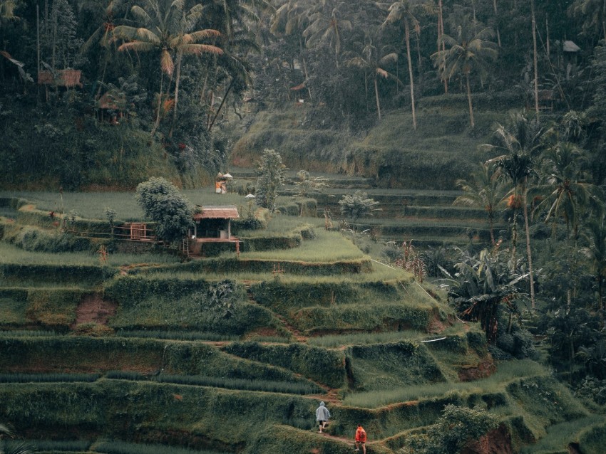 plantation, rice, cascade, trees, palm trees