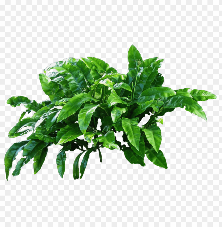 plants,نباتات