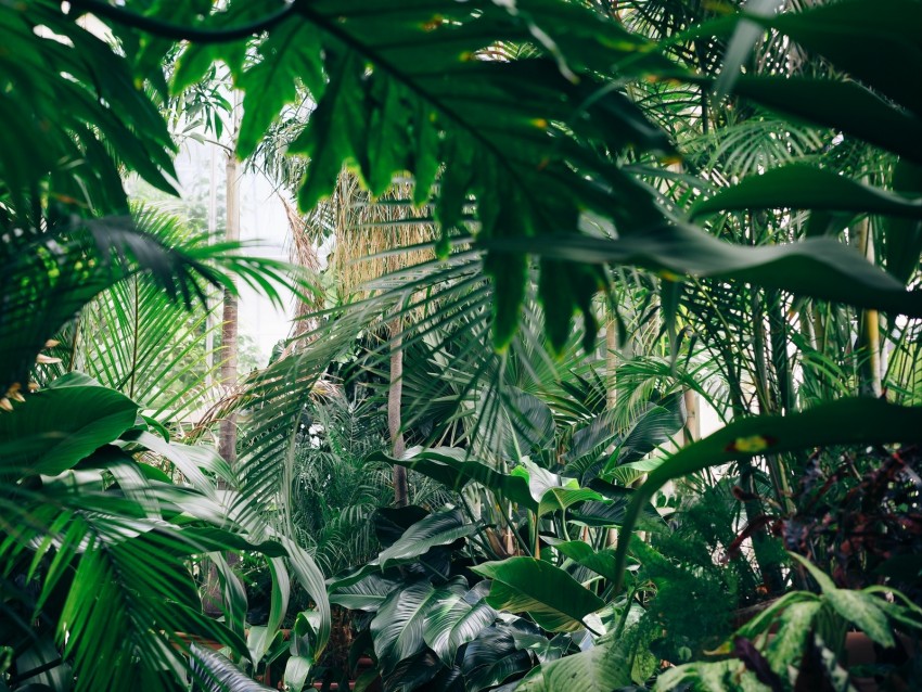 plants, botanical garden, greenhouse, green