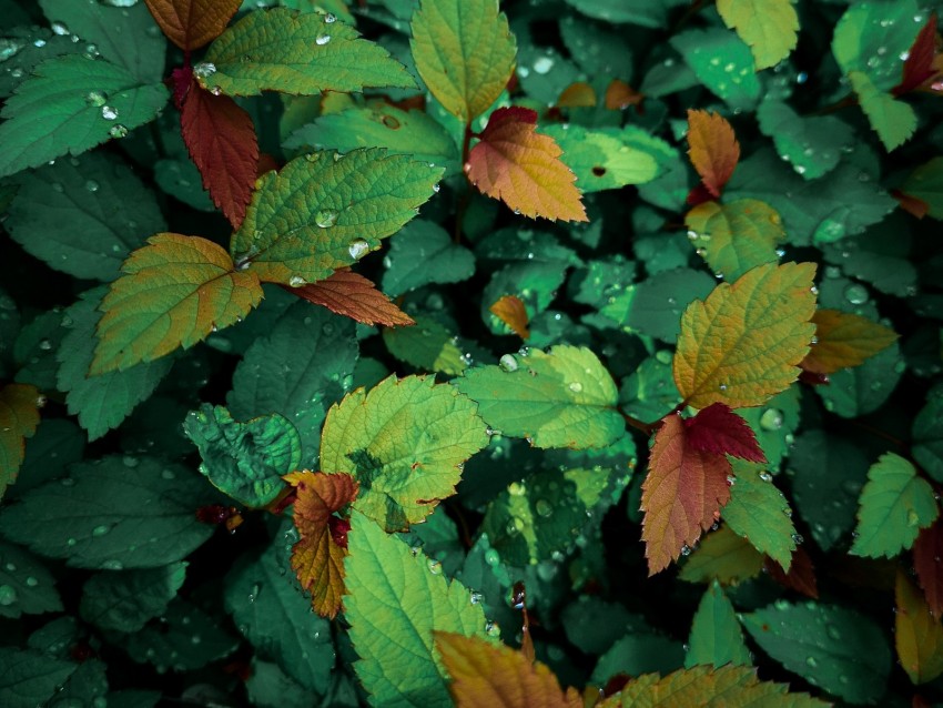 plants, leaves, dew, drops, wet