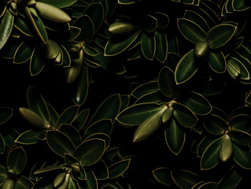 plants, leaves, green, dark