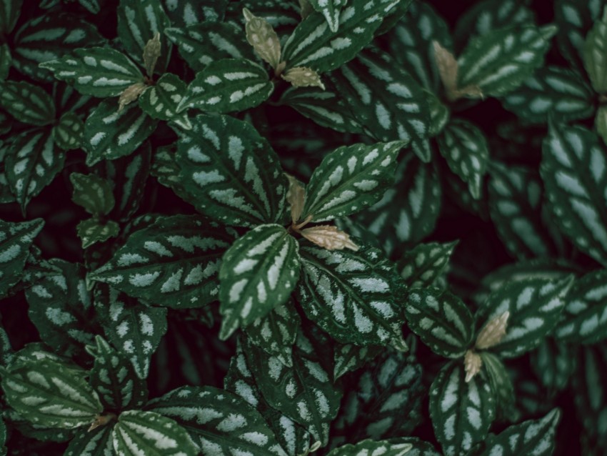 plants, leaves, green, white, macro