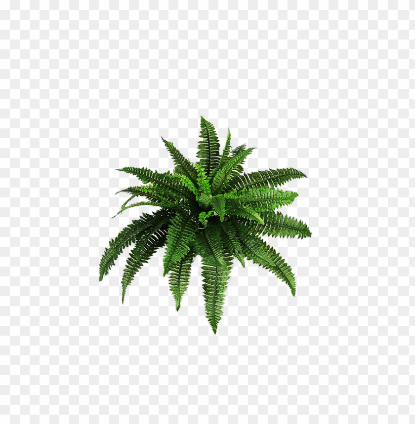 plants,نباتات