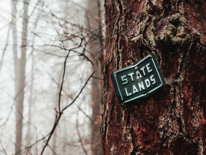 Plate Bark Tree Inscription Forest Background