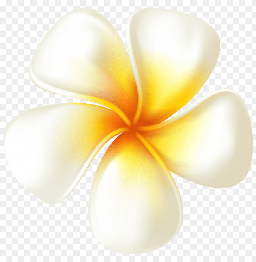 plumeria flower transparent