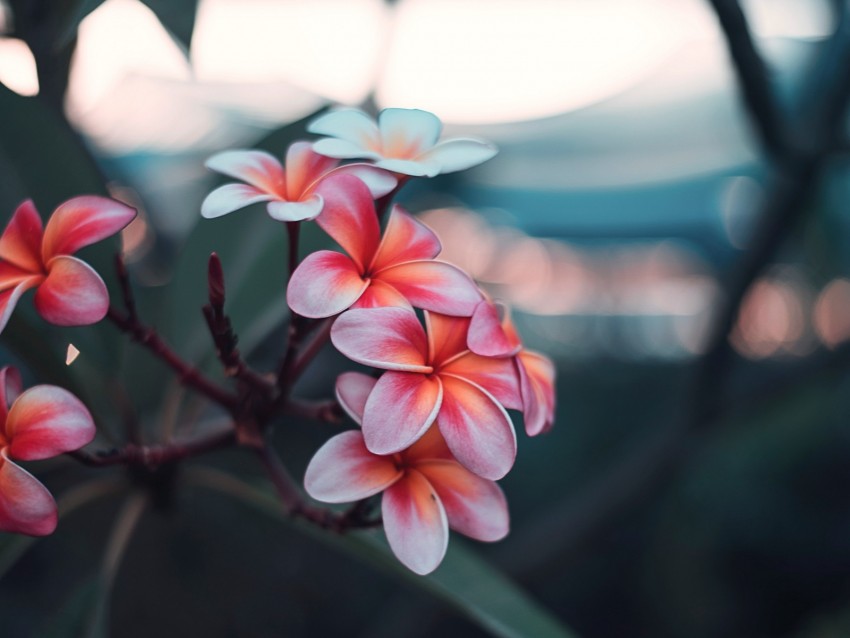 Plumeria Flowers Pink Branch Bloom Background