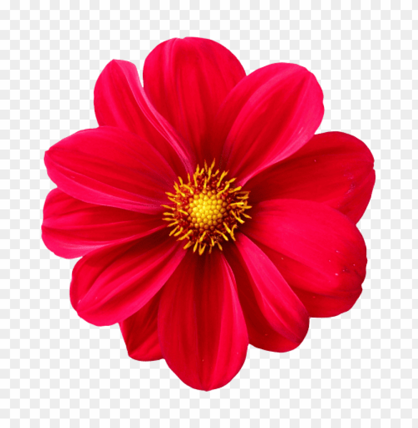 png transparent flowers, flower,flowers,transparent,png,transpar