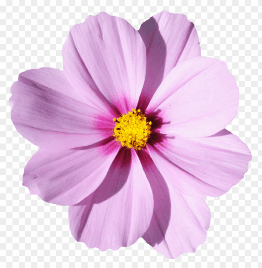 png transparent flowers, flower,flowers,transparent,png,transpar