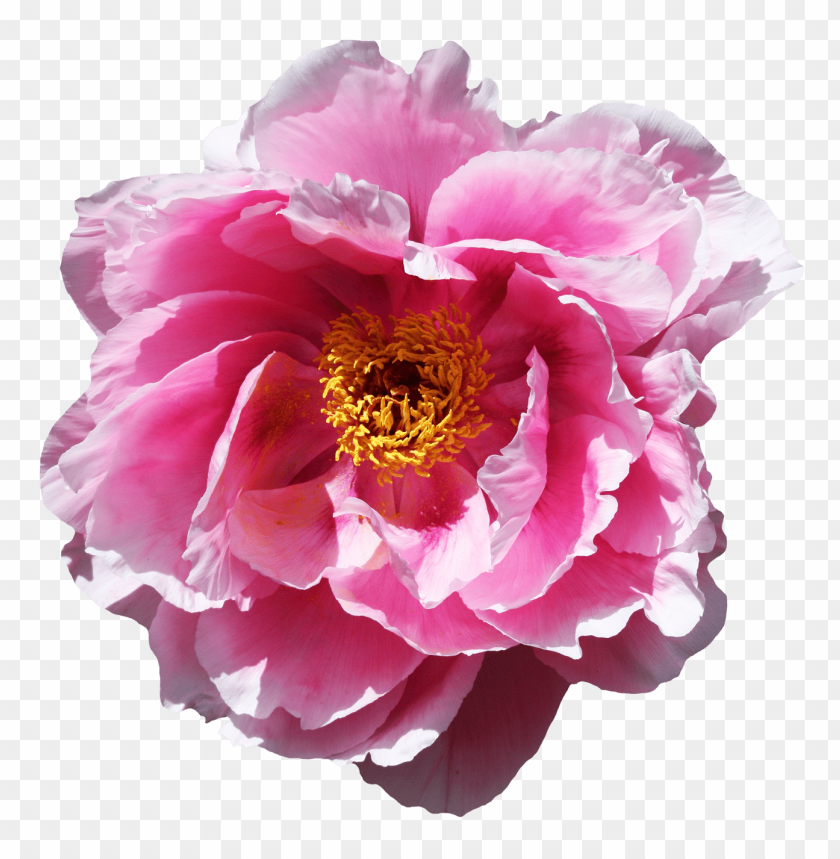 png transparent flowers, flower,flowers,transparent,png,transpar