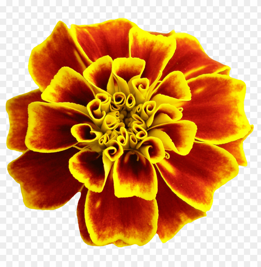 flower, marigold, yellow petals, red petals, garden plant, decorative flower, nature beauty