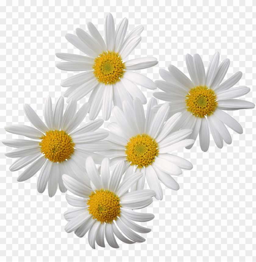 png transparent flowers, transpar,flowers,flower,transparent,png