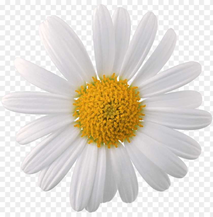 png transparent flowers, transpar,flowers,flower,transparent,png