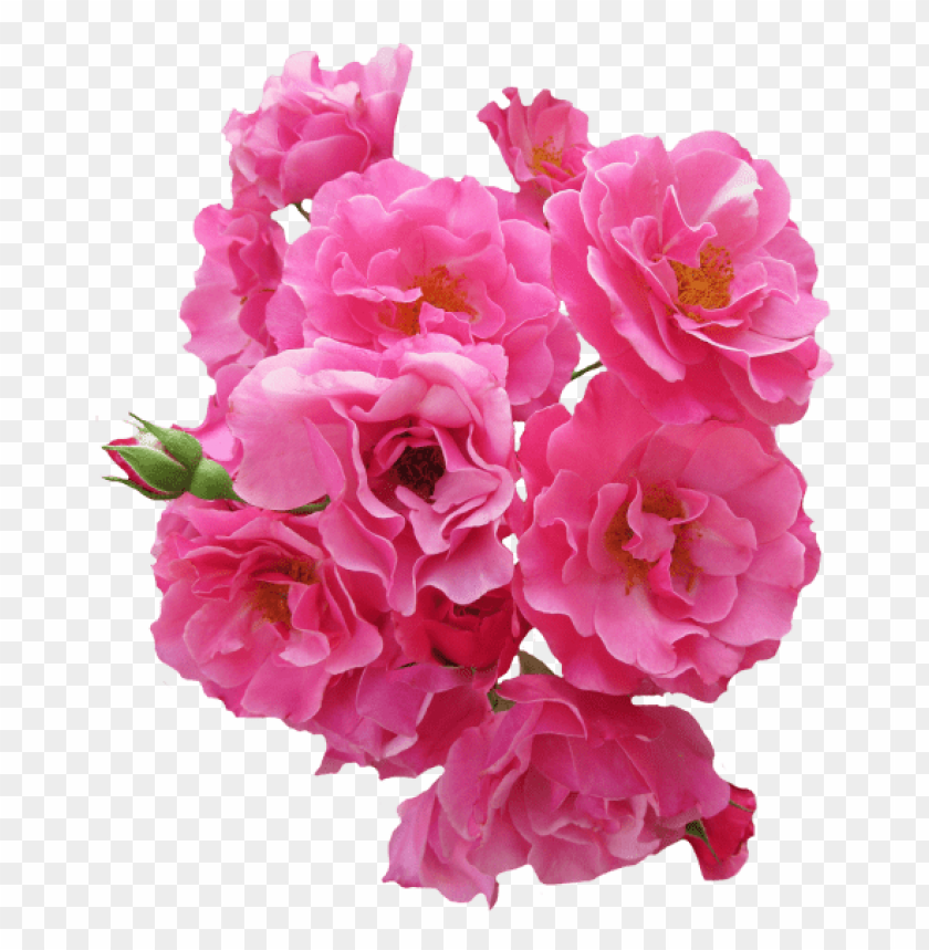 png transparent flowers, transpar,flowers,flower,transparent,png