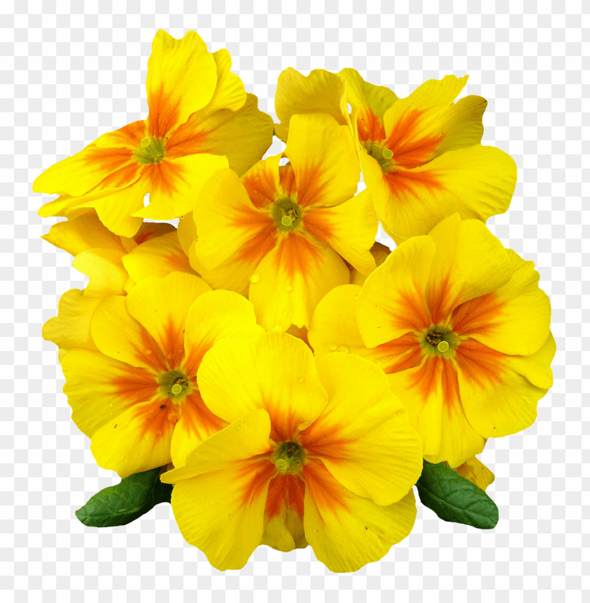 png transparent flowers, transpar,flowers,flower,transparent,png