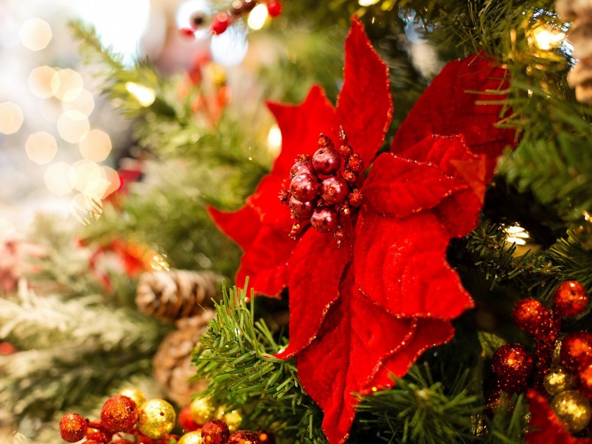 poinsettia, flower, decoration, leaves, tree, red, christmas